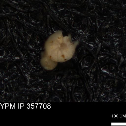 undet. Foraminiferida