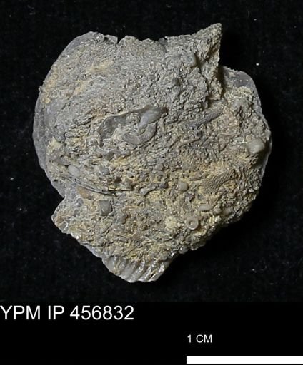 Stropheodonta sp.