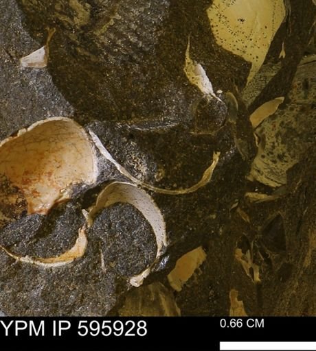 undet. Bivalvia