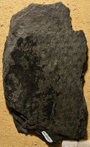 Lepidodendron sp.