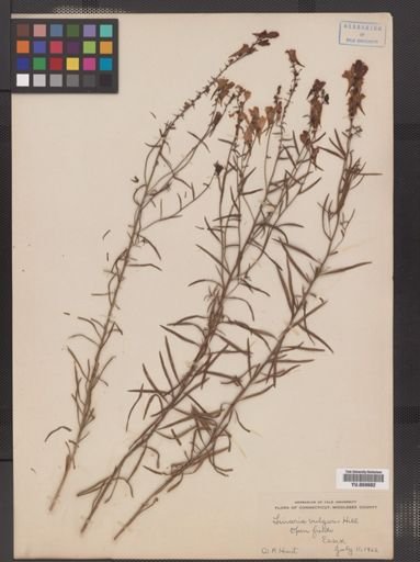 Linaria vulgaris
