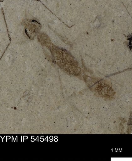 Hymenoptera?