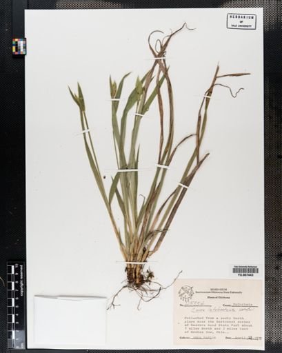 Plantae
