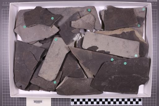 mixed taxa, stratigraphic collection
