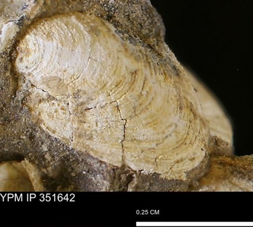 Limopsis striatopunctatus