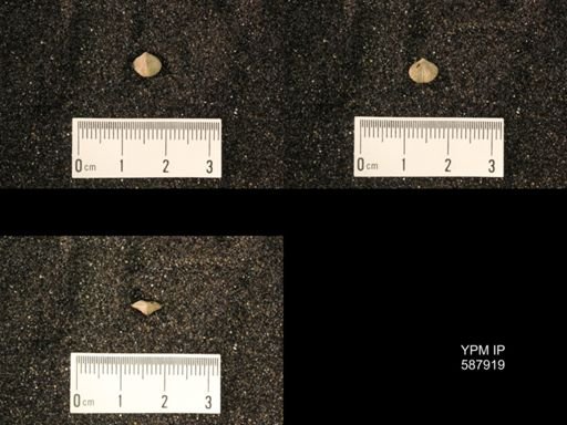 Zygospira modesta