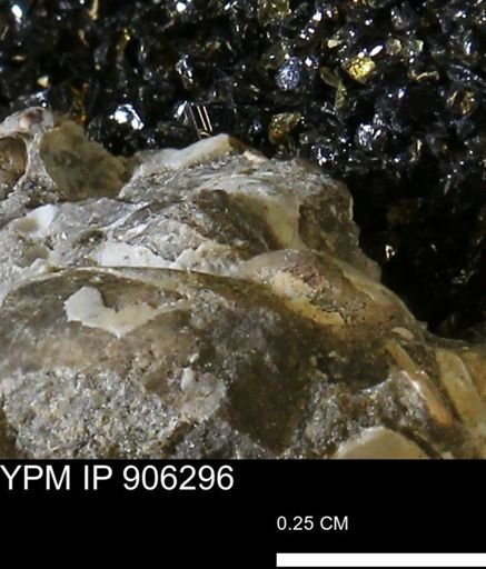 undet. Mollusca