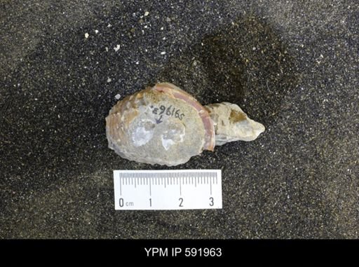 Oxytoma (Hypoxytoma) nebrascana