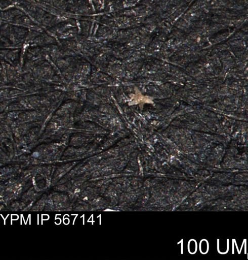 undet. Porifera