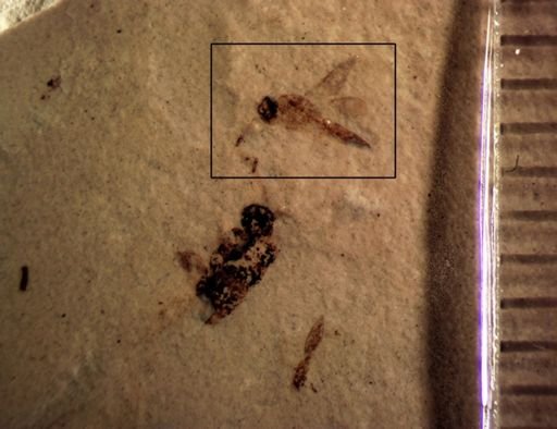 Chalcidoidea?