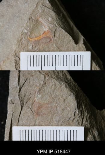 undet. Arthropoda