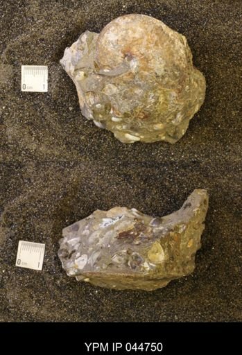 Sphenodiscus lenticularis