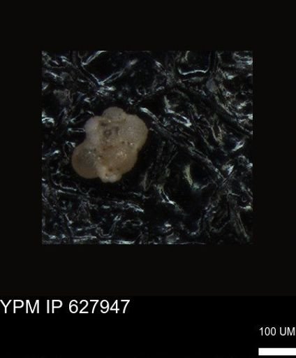 undet. Foraminiferida