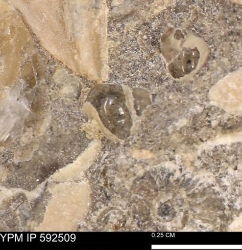 undet. Gastropoda