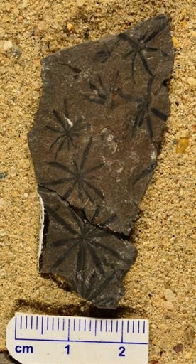 Annularia sp.
