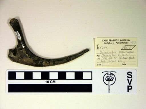 Deinonychus antirrhopus