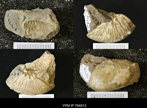 Phelopteria linguaeformis