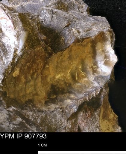 undet. Ammonoidea