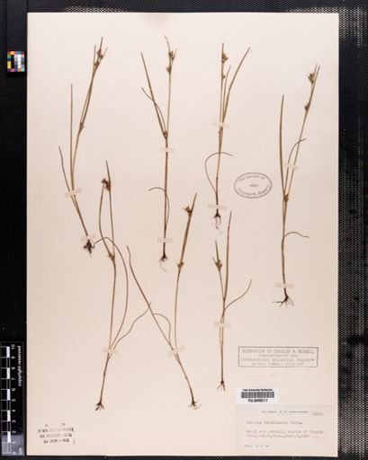 Scleria reticularis