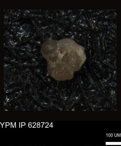 undet. Foraminiferida
