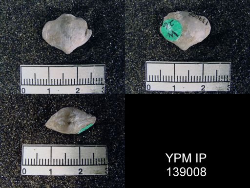 Athyris sp.