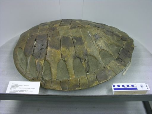 Lytoloma wielandi
