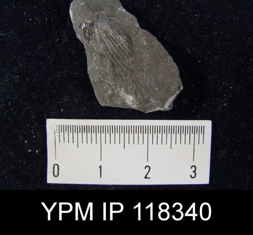 Camarotoechia obtusiplicata