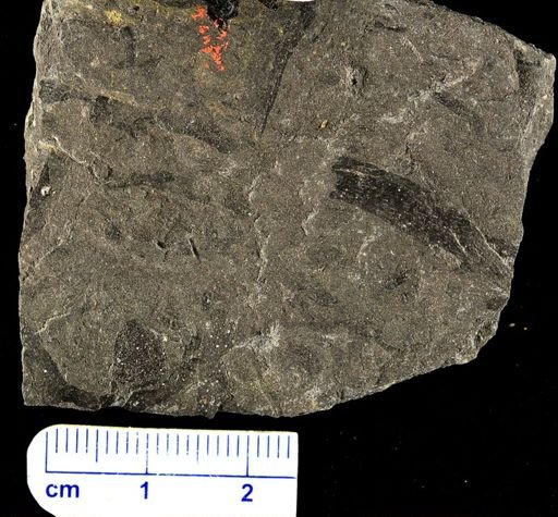 Psilophyton princeps