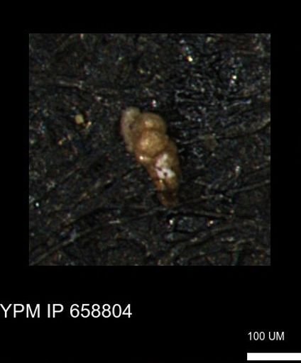 Verneuilinoides kansasensis