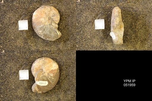 Hoploscaphites comprimus