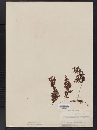 Hymenophyllum