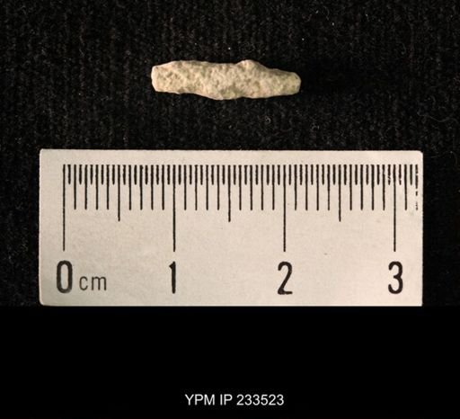 Archaeocidaris sp.