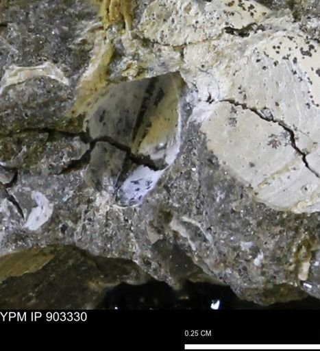 undet. Bivalvia