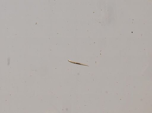 Proandricus humicultor