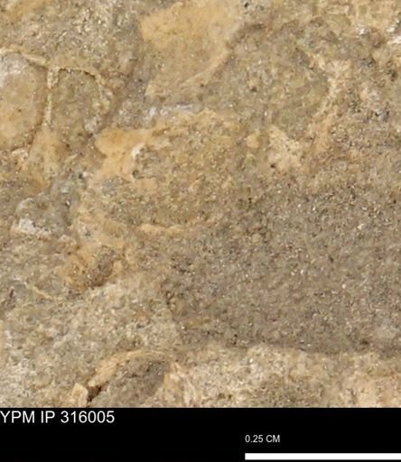 undet. Mollusca