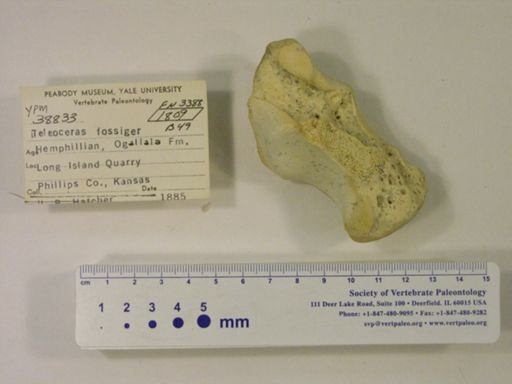 Teleoceras fossiger