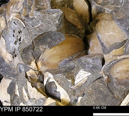Limopsis striatopunctatus