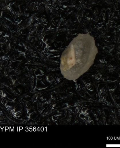 undet. Ostracoda