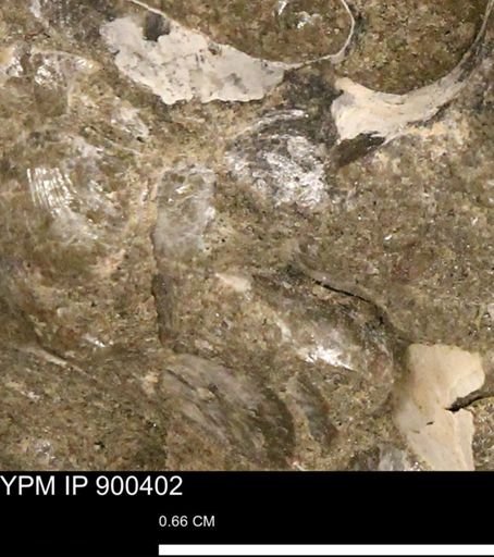 Anomia gryphorhyncha
