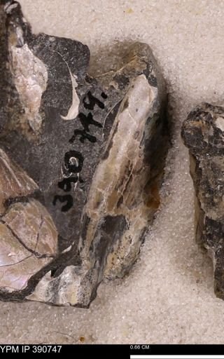 undet. Bivalvia