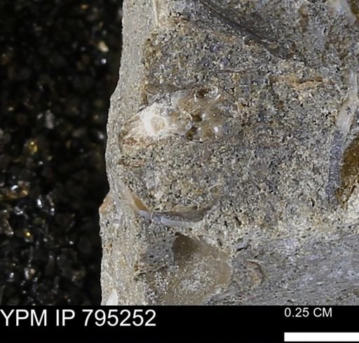 undet. Ammonoidea