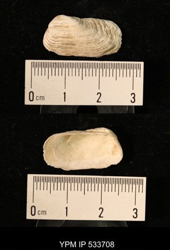 Yoldia arctica