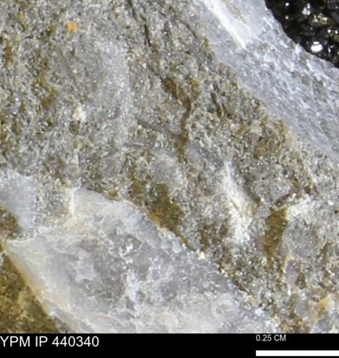 undet. Bivalvia