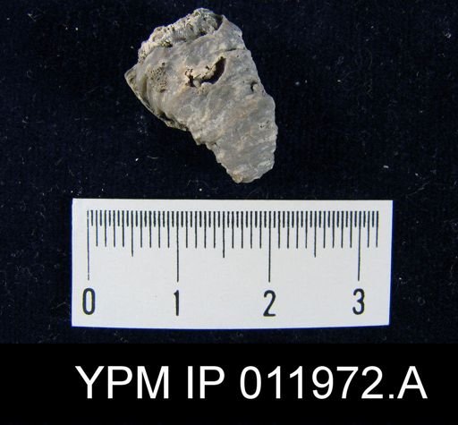 Richthofenia likharewi
