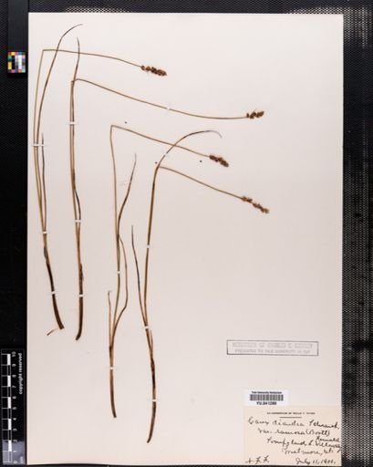 Carex prairea