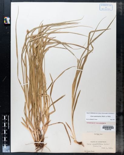 Carex cephalophora