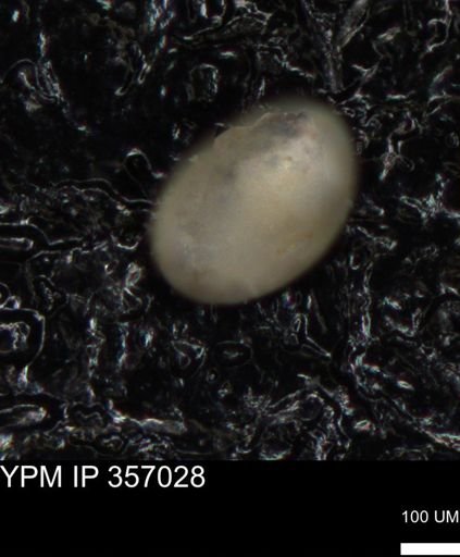 undet. Foraminiferida