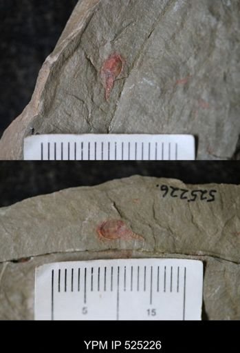 undet. Xiphosurida