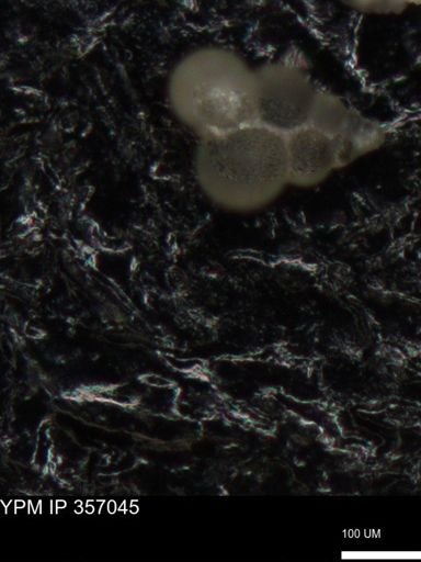 undet. Foraminiferida