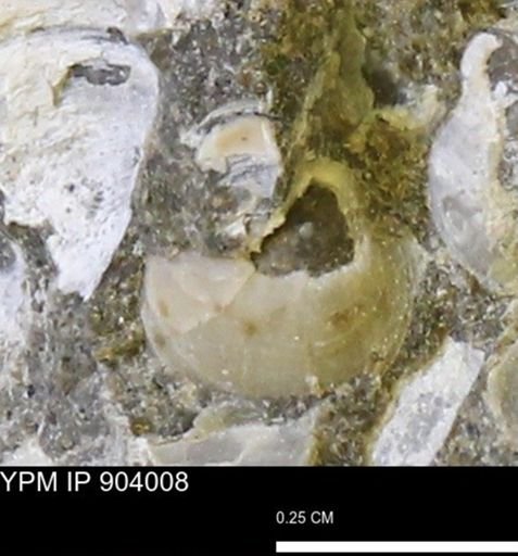 Corbulamella sp.